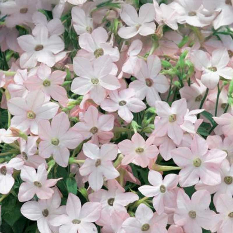 Flowering Tobacco 'Avalon Appleblossom' F1