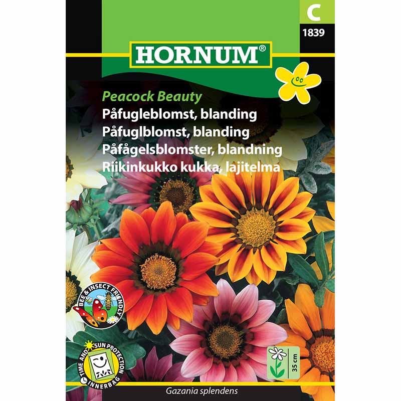 Gazania 'Peacock Beauty'