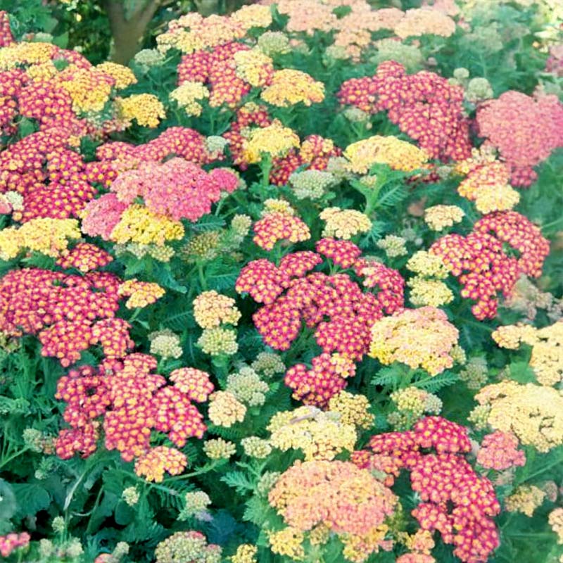 Yarrow 'Summer Pastels'