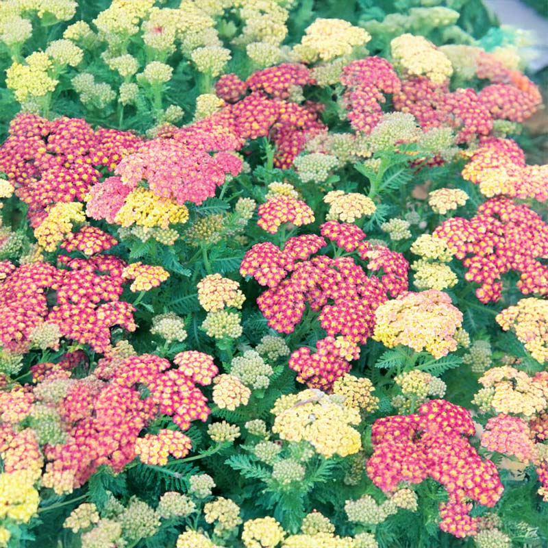 Candytuft 'Pink Pillow'