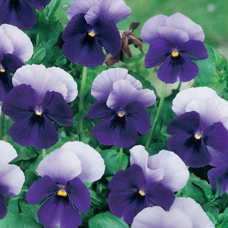 Pansy 'Tempo'