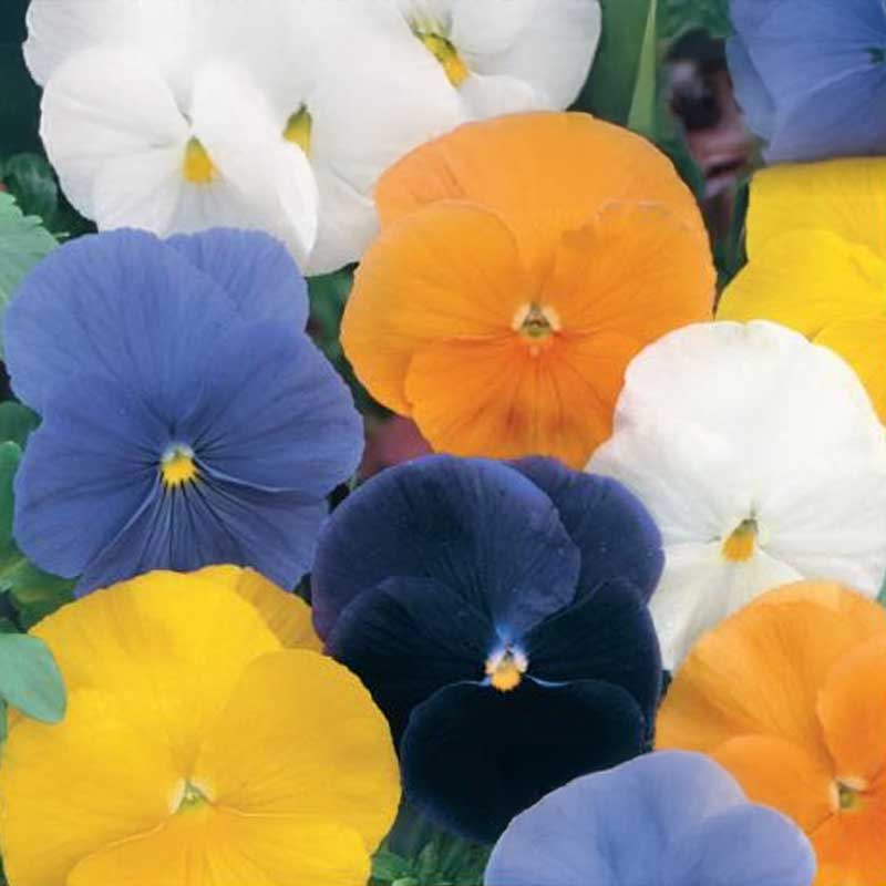 Pansy 'Crystal Clear'