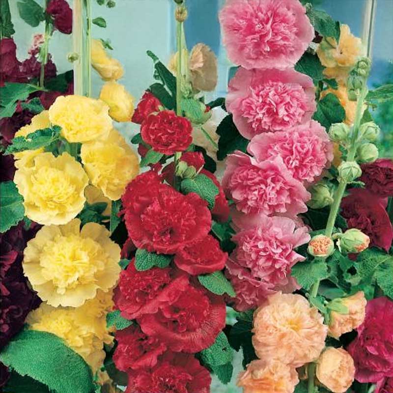 Hollyhock 'Chater’s Mix'