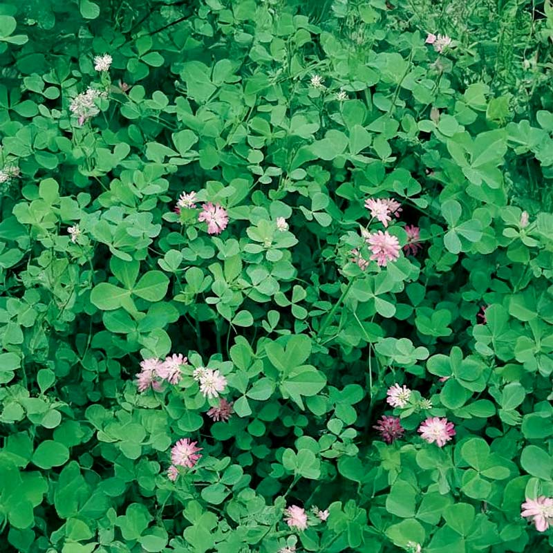 Green Manure Fragrant Clover