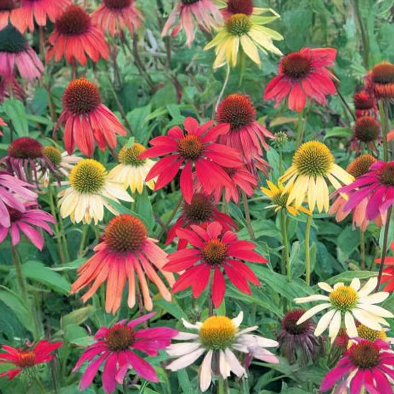 Coneflower 'Great Sunny Mix'