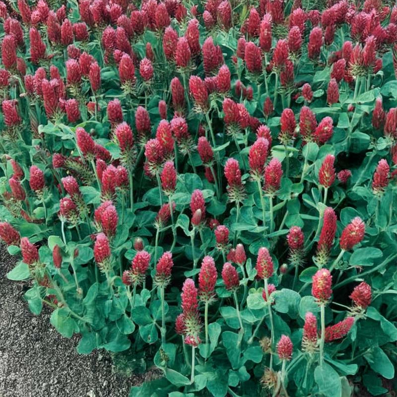 Green Manure 'Crimson Clover'