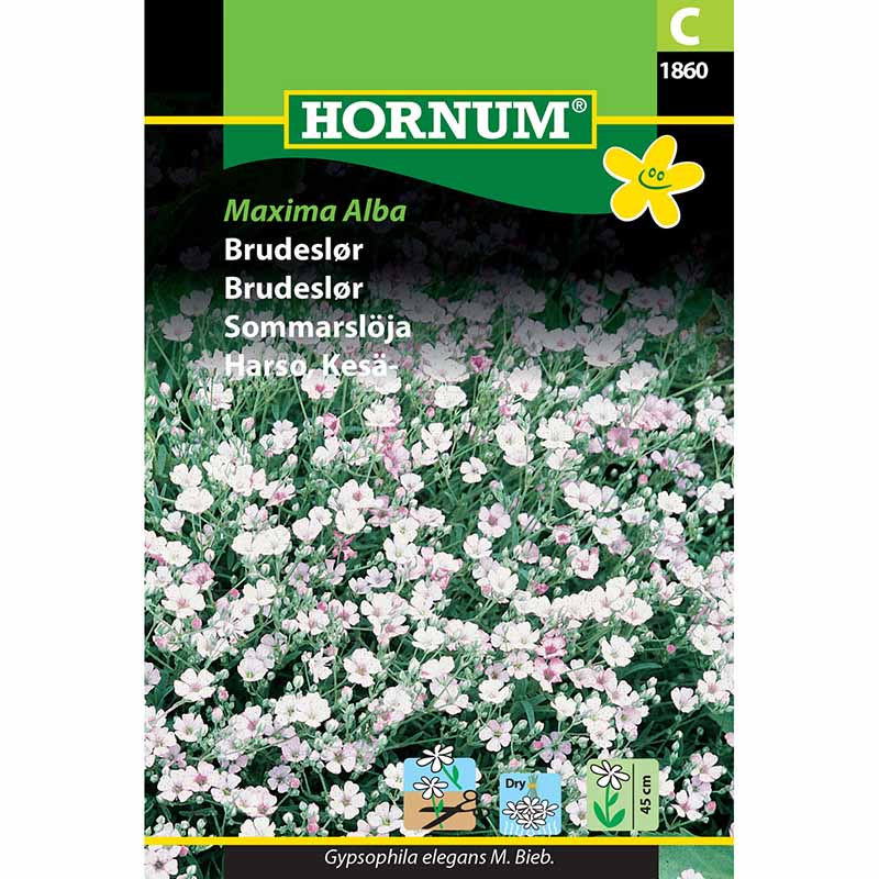 Baby's Breath 'Maxima Alba'