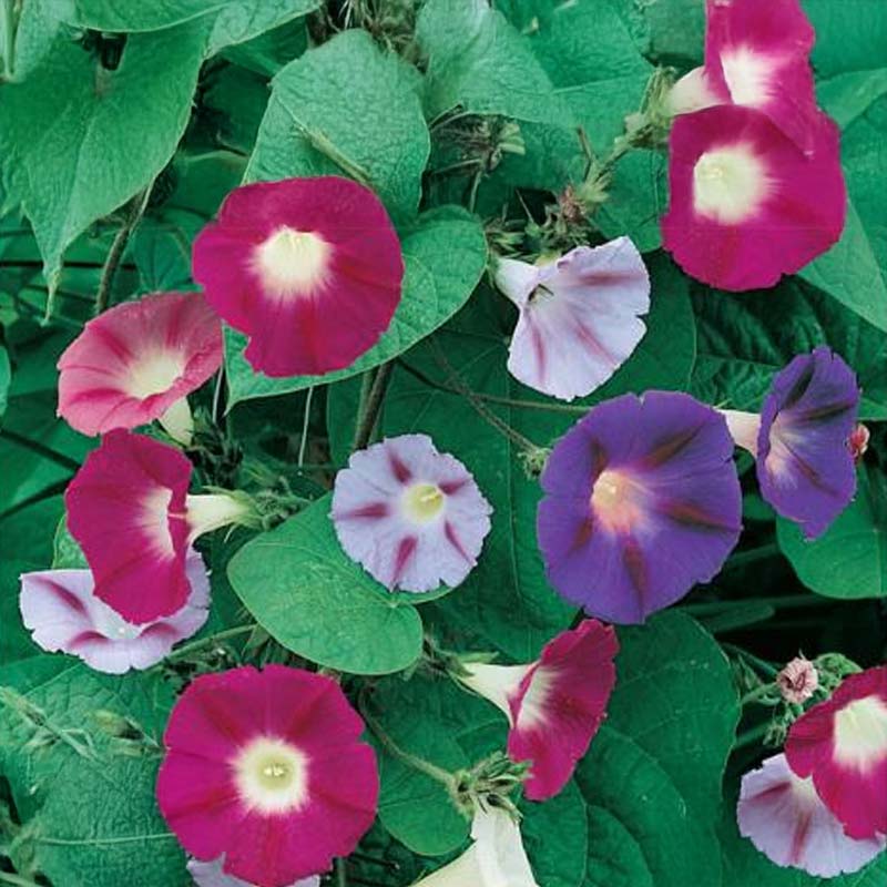 Morning Glory 'Trumpet Dream'