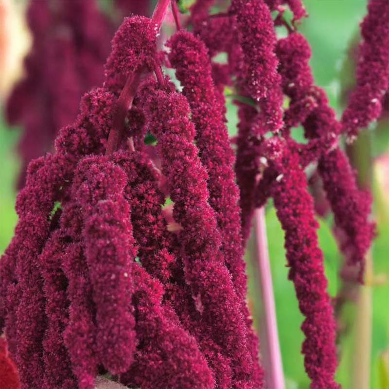 Love-Lies-Bleeding 'Fox'