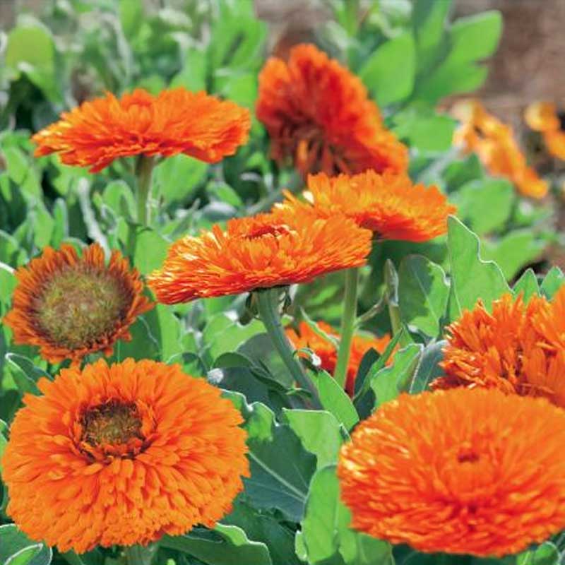 Calendula 'Green Heart Orange'