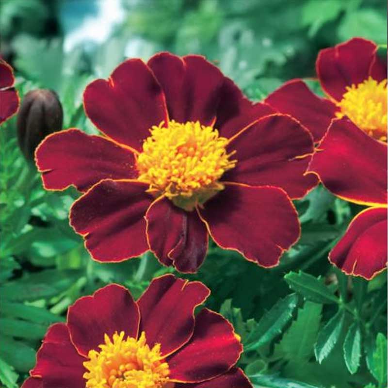 Marigold 'Disco Red'