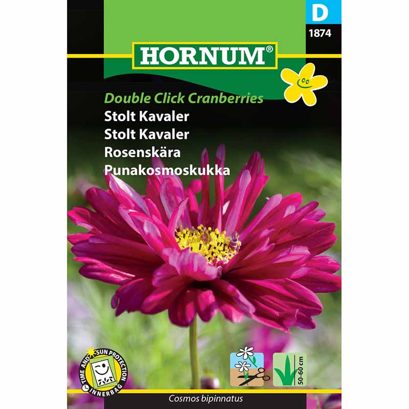 Cosmos 'Double Click Cranberries'