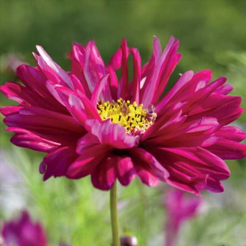 Cosmos 'Double Click Cranberries'