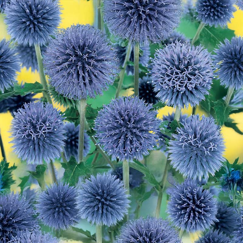 Globe Thistle