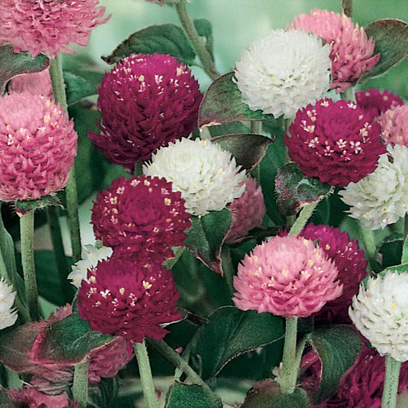 Globe Amaranth