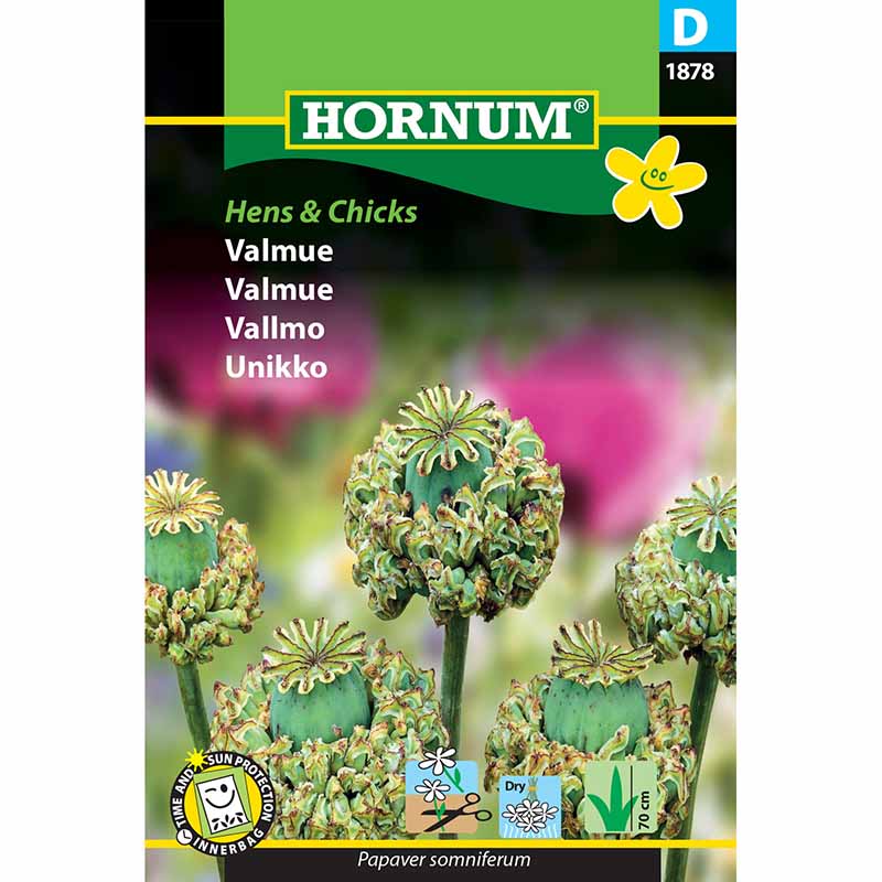 Poppy 'Hens & Chicks'