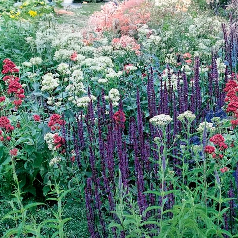 Butterfly Meadow Mix