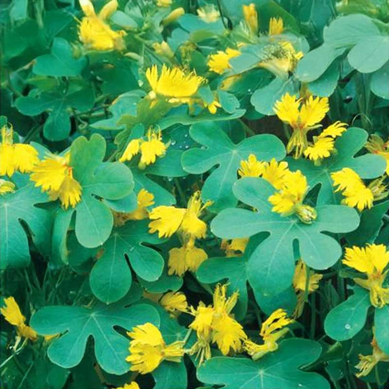 Butterfly Nasturtium