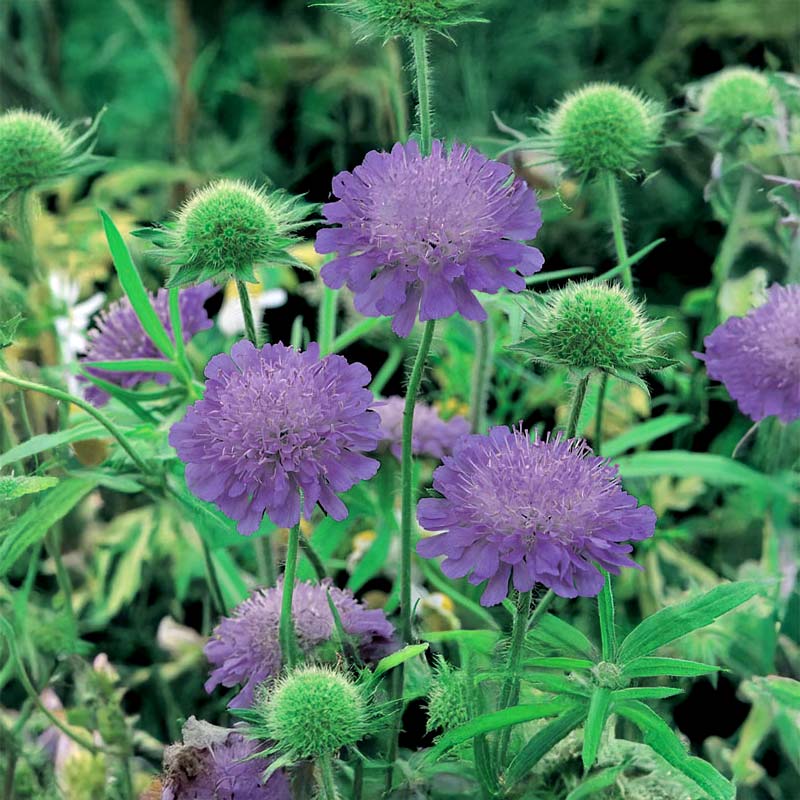 Field Scabious