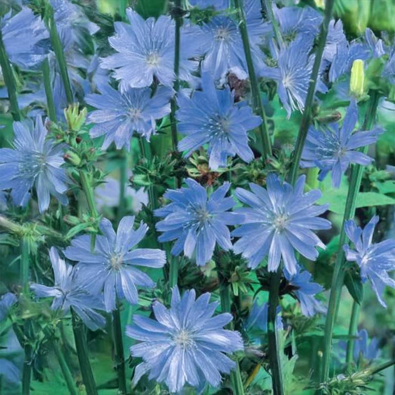 Chicory