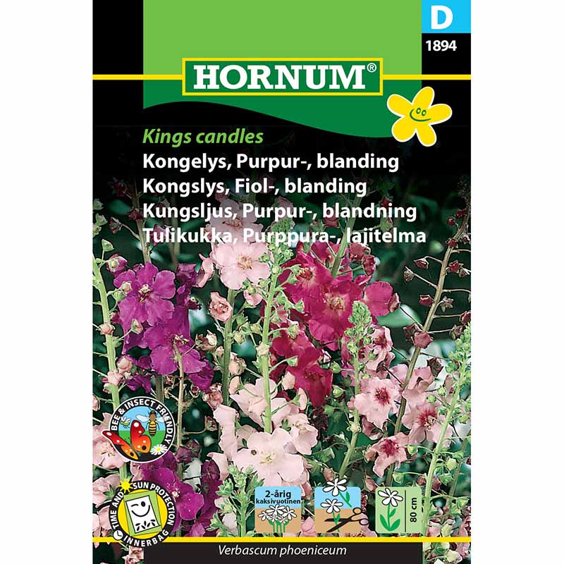 Purple Mullein 'Kings Candles'