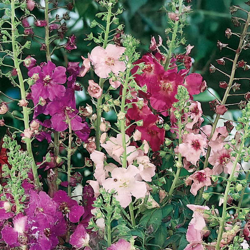 Purple Mullein 'Kings Candles'