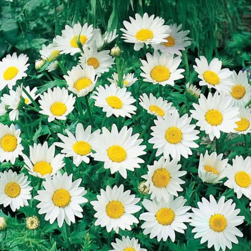 Mini Oxeye Daisy