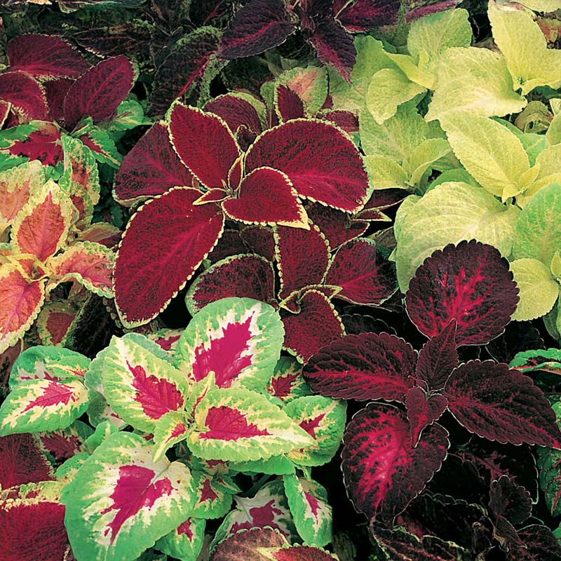 Coleus