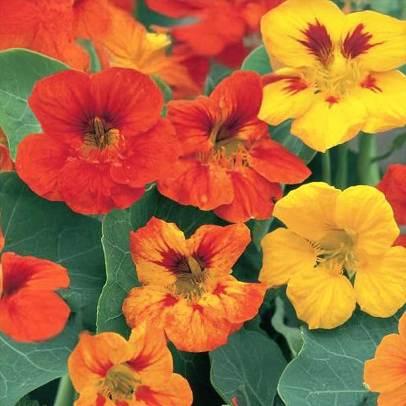 Nasturtium