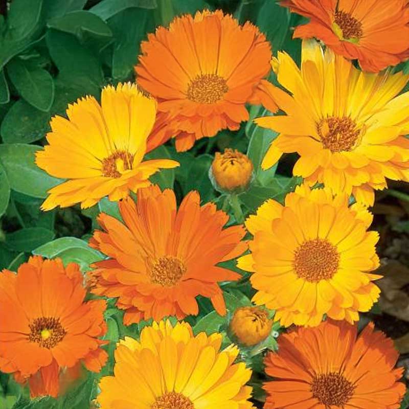 Garden Calendula