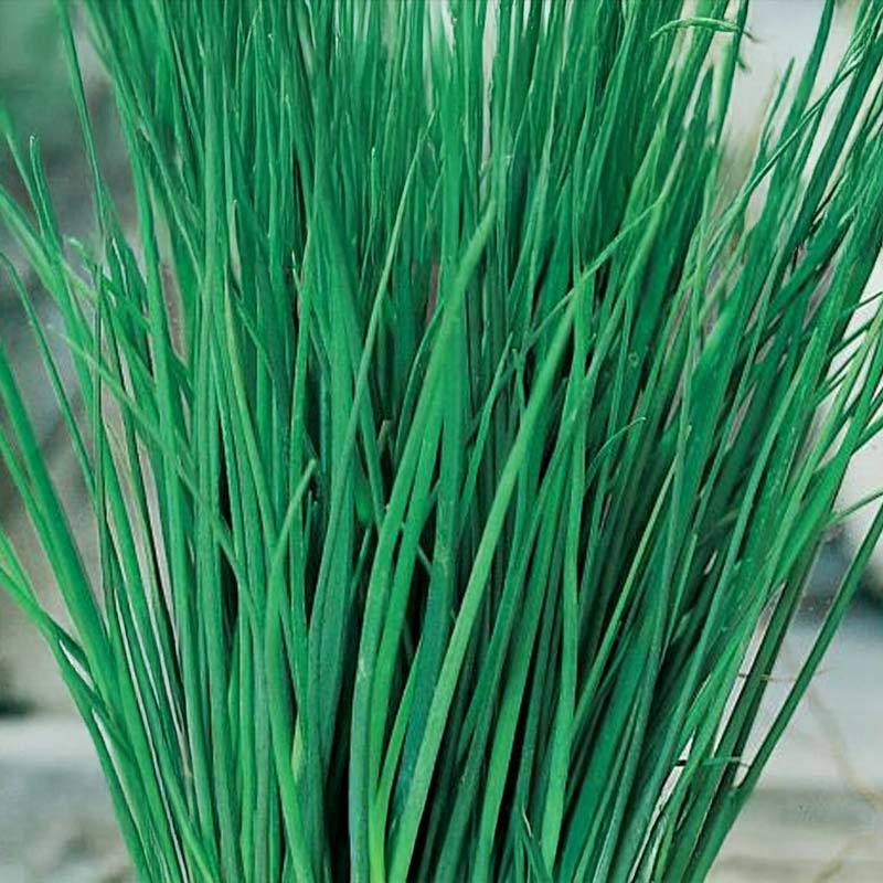 Chives 'Polyvert'