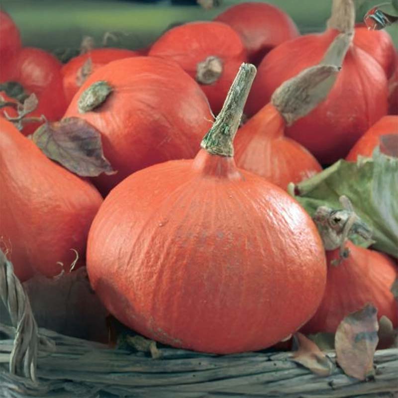 Pumpkin 'Uchiki Kuri'