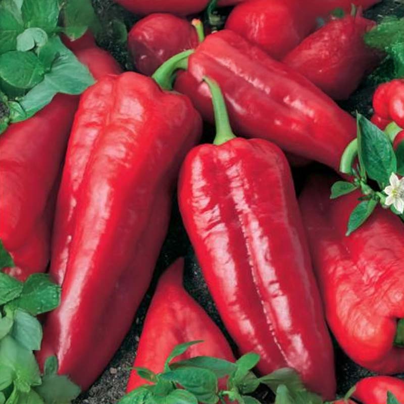Pepper 'Atris' F1
