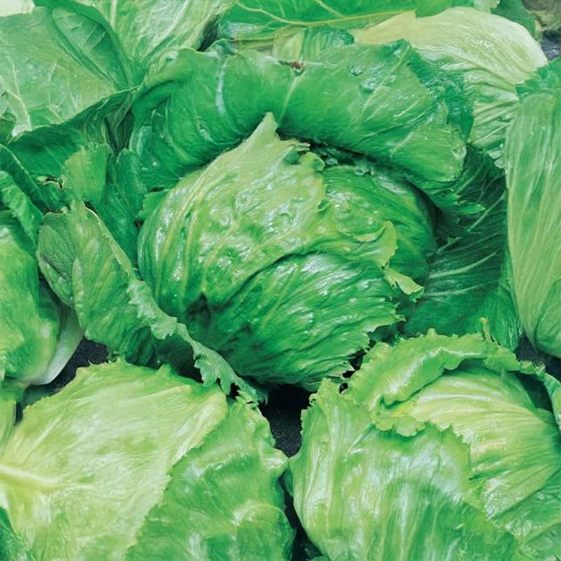 Iceberg Lettuce