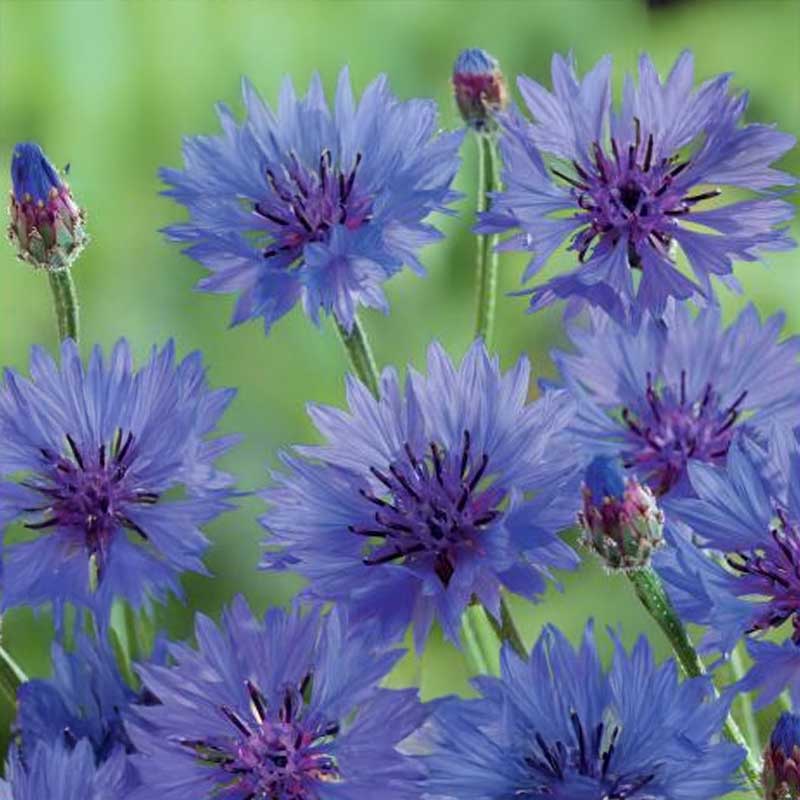 Cornflower 'Single Blue'