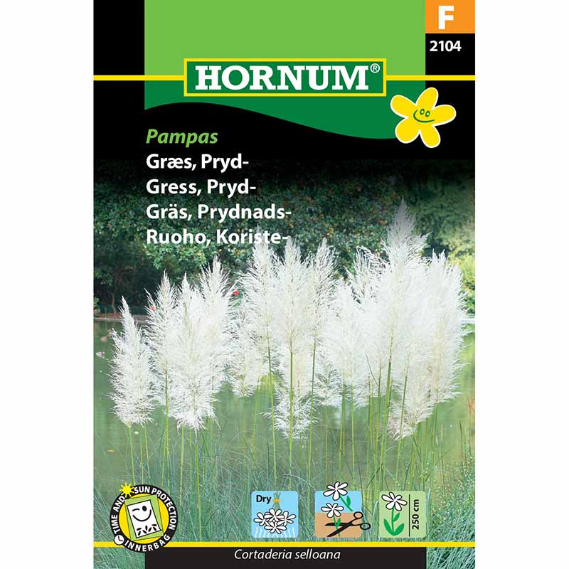 Pampas Grass
