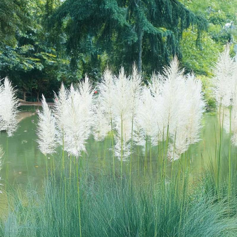 Pampas Grass