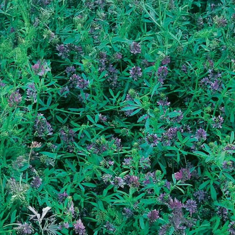Green Manure Alfalfa