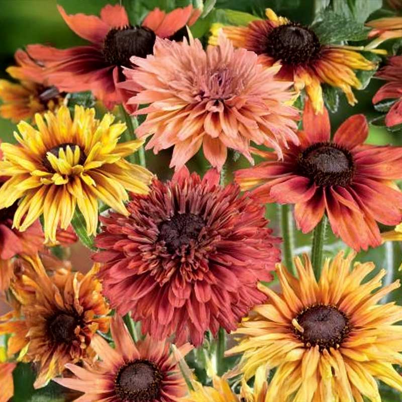 Coneflower 'Sahara Mix'