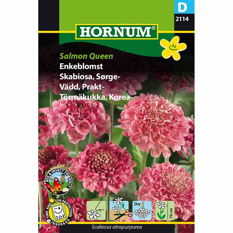 Sweet Scabious 'Salmon Queen'