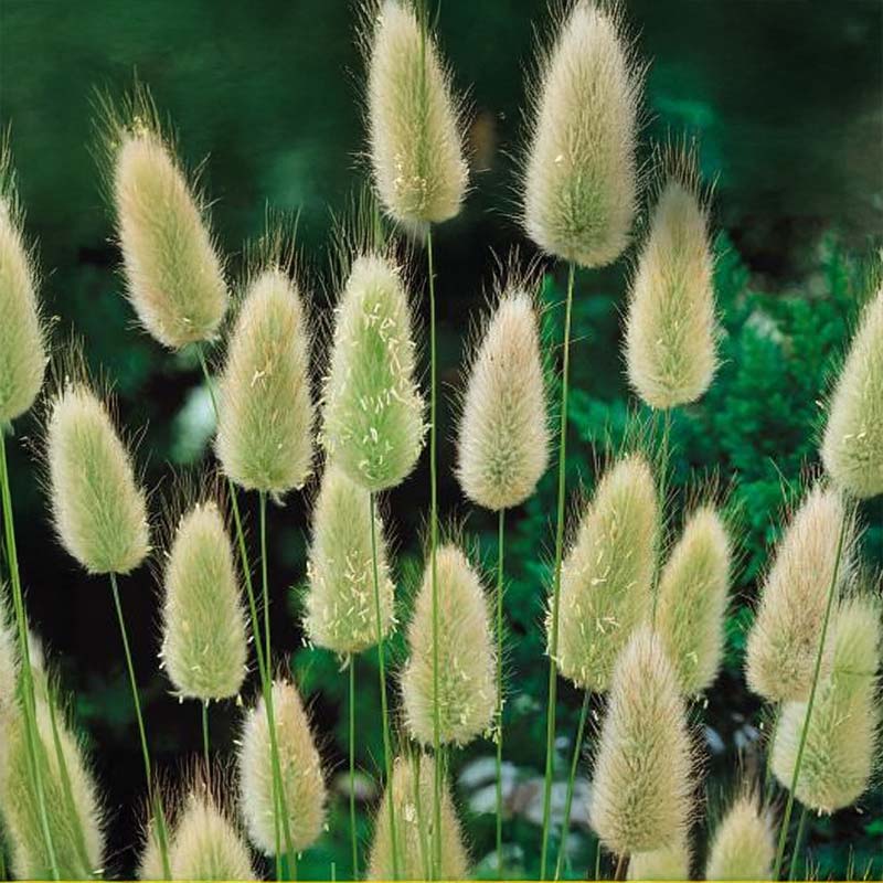 Ornamental Grass 'Hare's Tail'