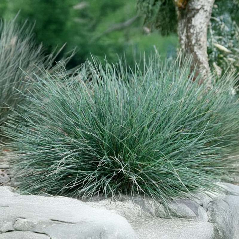 Ornamental Grass Blue Fescue