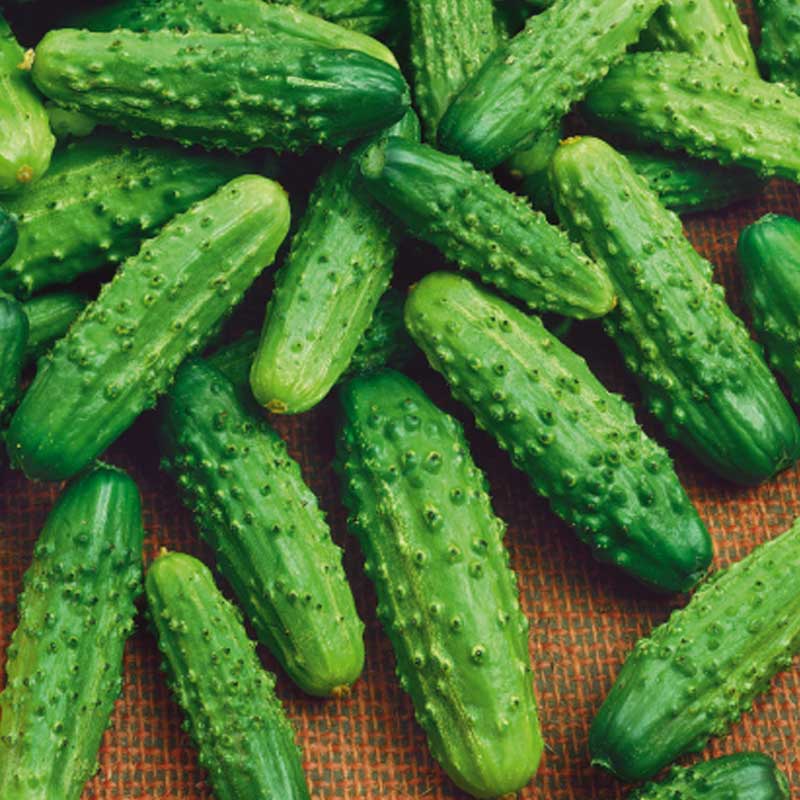 Outdoor Cucumber 'Polan' F1