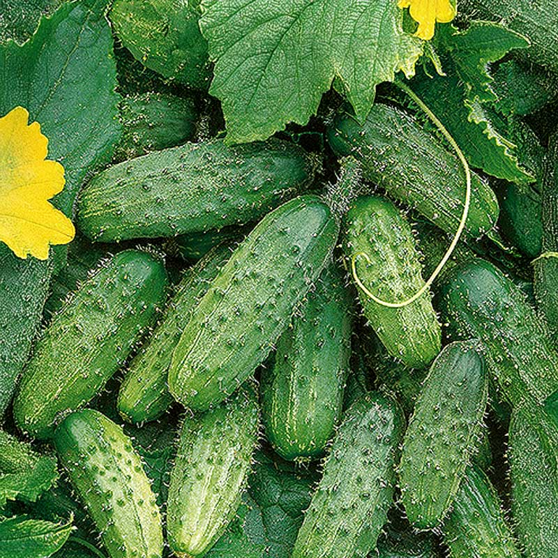 Outdoor Cucumber 'Octopus' F1