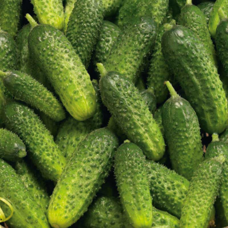 Outdoor Cucumber 'Pasalimo' F1