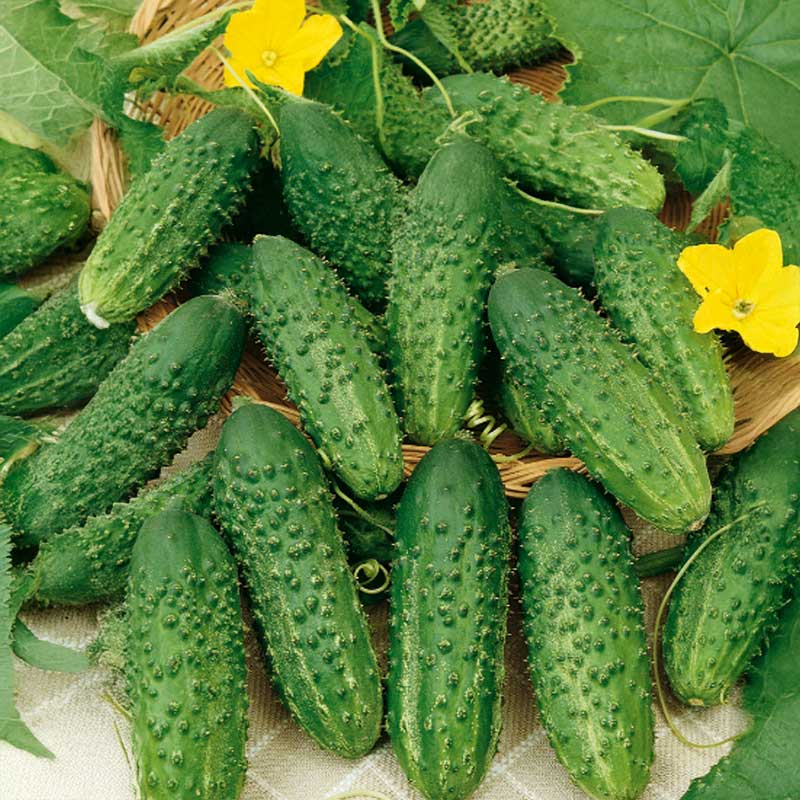 Outdoor Cucumber 'Krak' F1