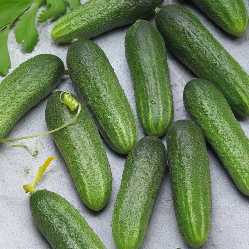 Outdoor Cucumber 'Charlotte' F1