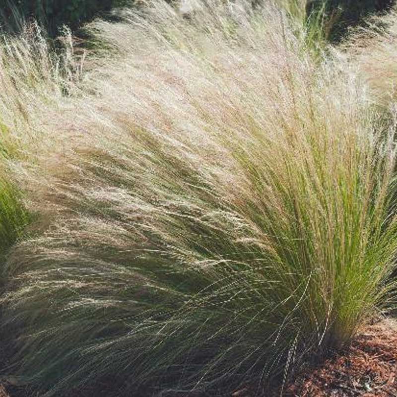 Mexican Feather Grass