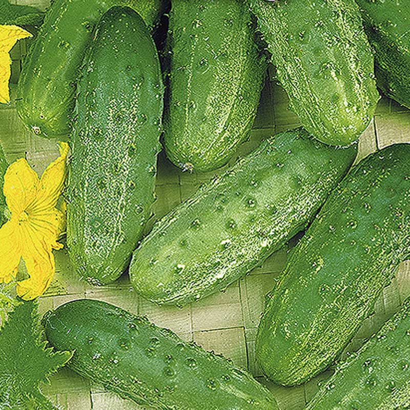 Cucumber 'Altaj' F1