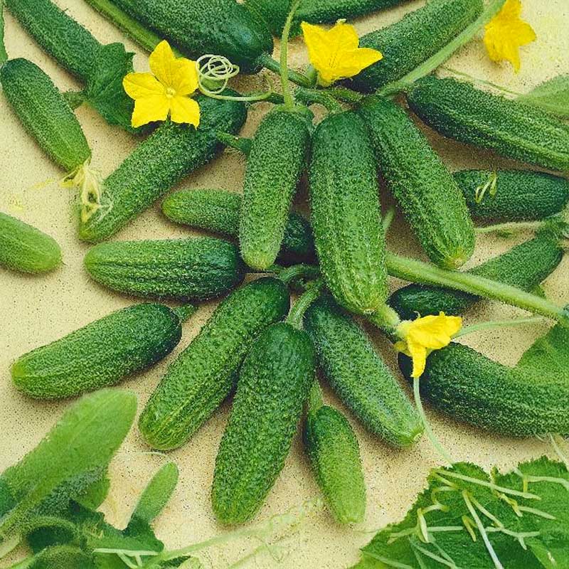 Outdoor Cucumber 'Libelle' F1